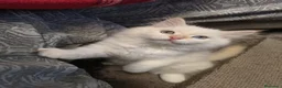 Siberiano gatti in vendita: CUCCIOLO SIBERIANO CON PEDIGREE - Annuncio 8