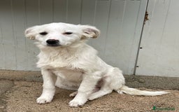Meticcio cani in regalo: SOS PICCOLA CROSTATINA a Città metropolitana di Milano - Immagine 4