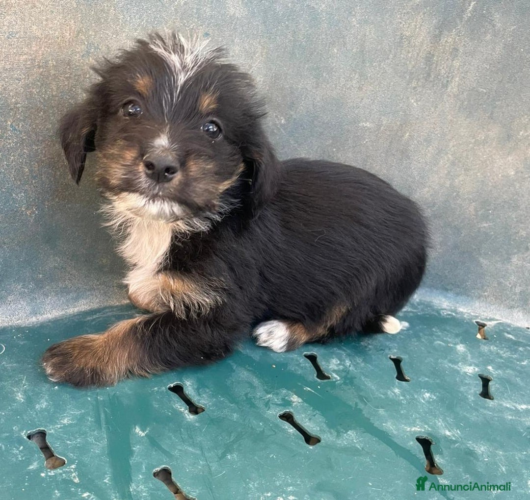 Meticcio cani in regalo: LE DOLCI PIETRE PREZIOSE - Annuncio 26