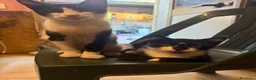 Meticcio gatti in regalo: Gattini cercano casa a Città metropolitana di Catania - Annuncio 14