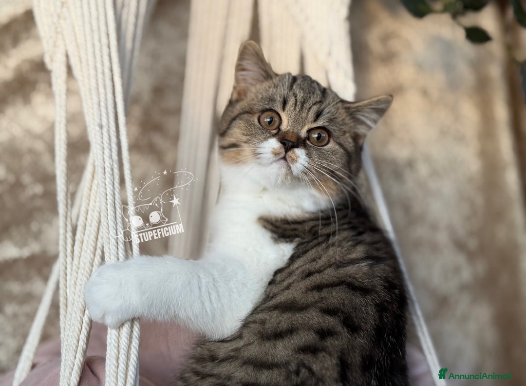 Scottish gatti in vendita: Stupeficium Amos - Scottish Straight - Annuncio 30