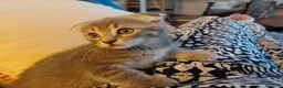 Scottish gatti in vendita: Cuccioli scottish fold  a Provincia di Forlì-Cesena - Annuncio 14