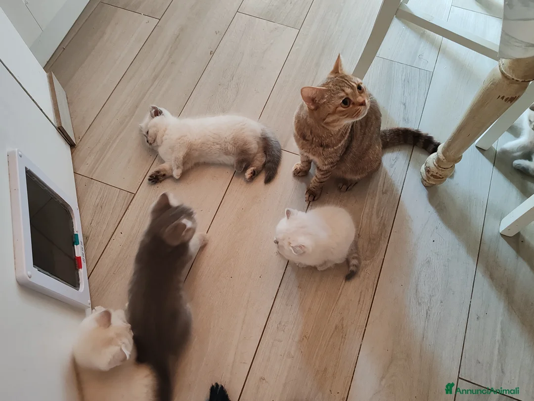 British gatti in vendita: British shorthair cuccioli - Annuncio 2