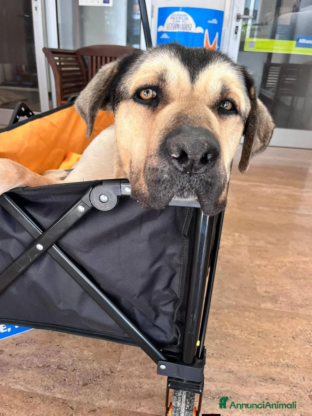 Meticcio cani in regalo: Pablo, cagnolone dolce, in cerca d amore - Annuncio 6