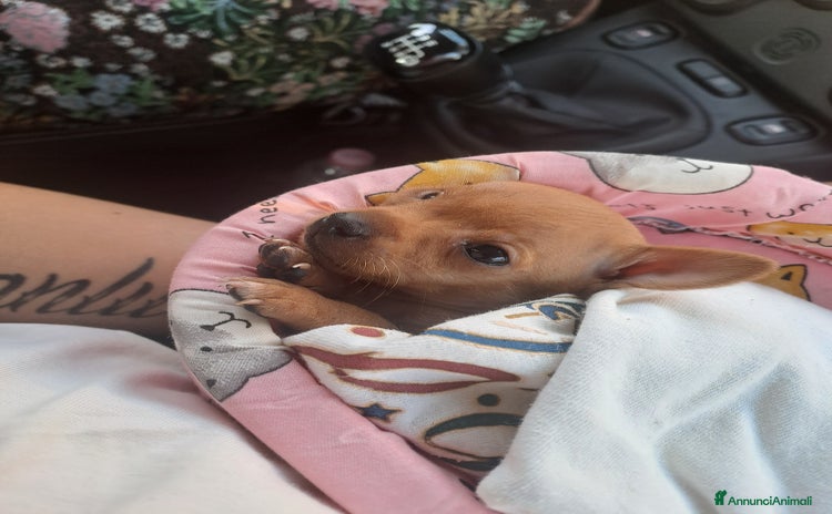 Chihuahua cani - Annuncio 15