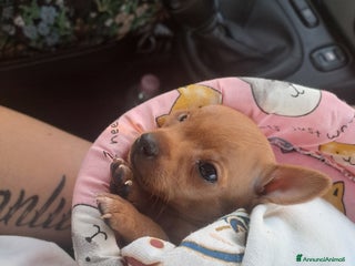 Chihuahua cani Chihuahua 2 mesi femmina - Annuncio 20