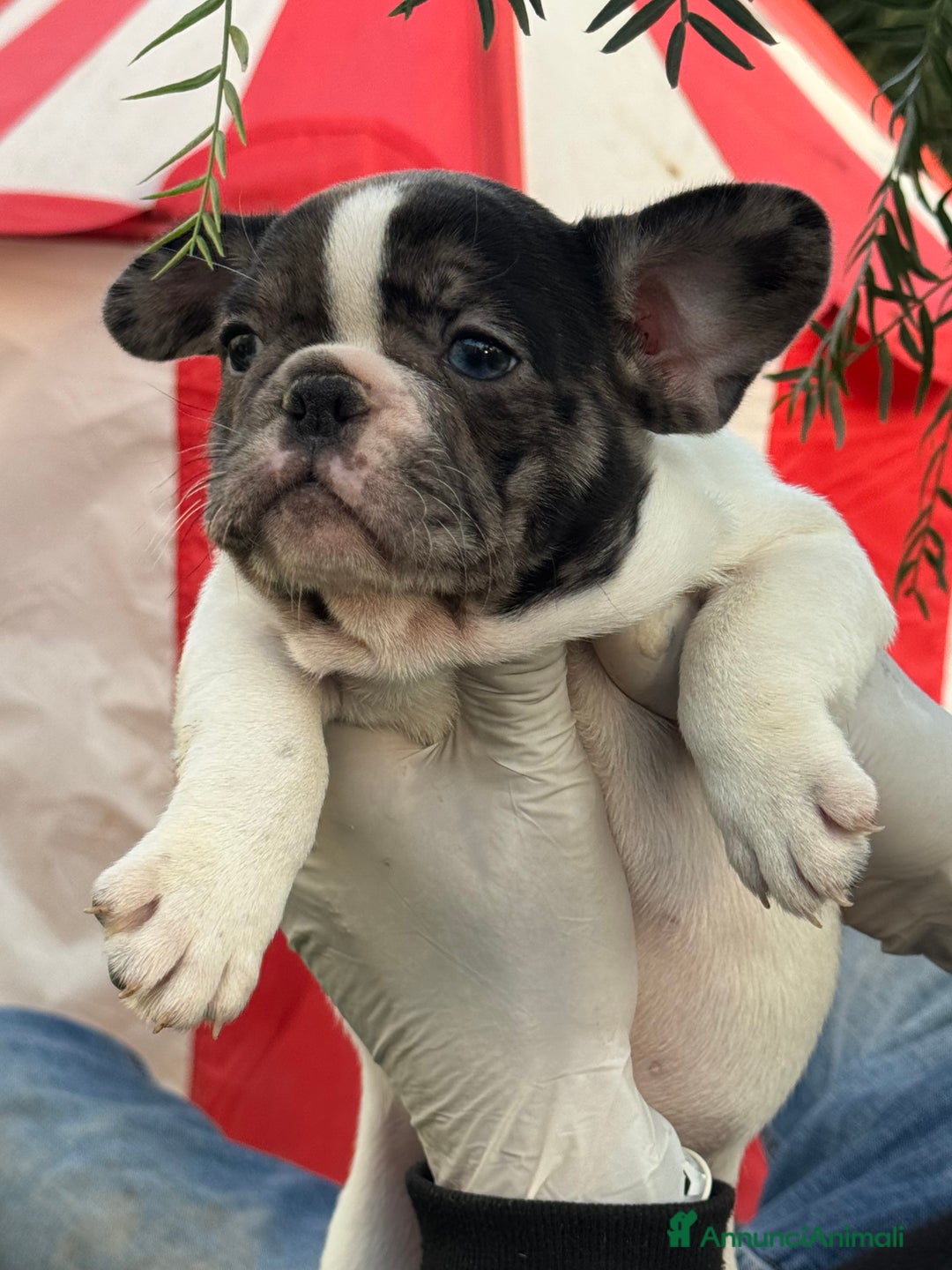 Bulldog Francese cani in vendita: Bulldog francese maschi esotici - Annuncio 23