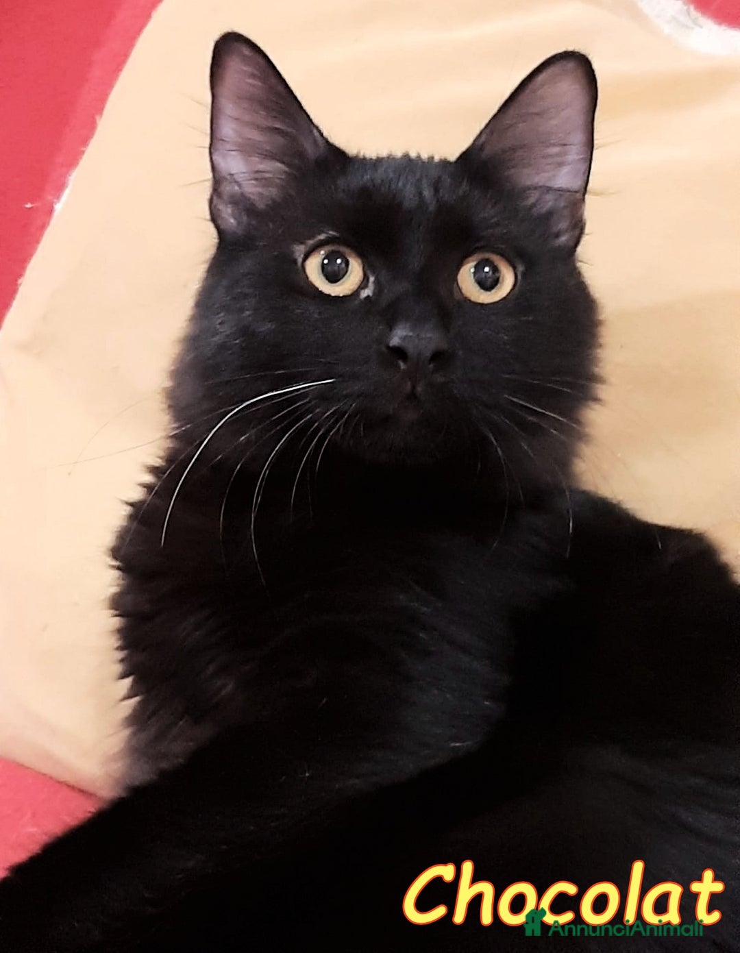 Europeo gatti in regalo: CHOCOLAT 🤎 - Annuncio 3