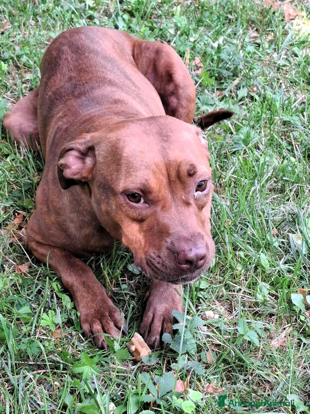Meticcio cani in regalo: ALMA DELIZIOSA PITINA - Annuncio 2