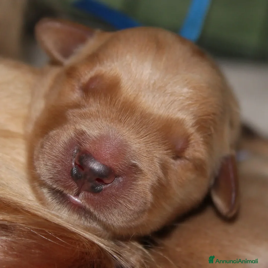 Immagine della galleria {{count}}