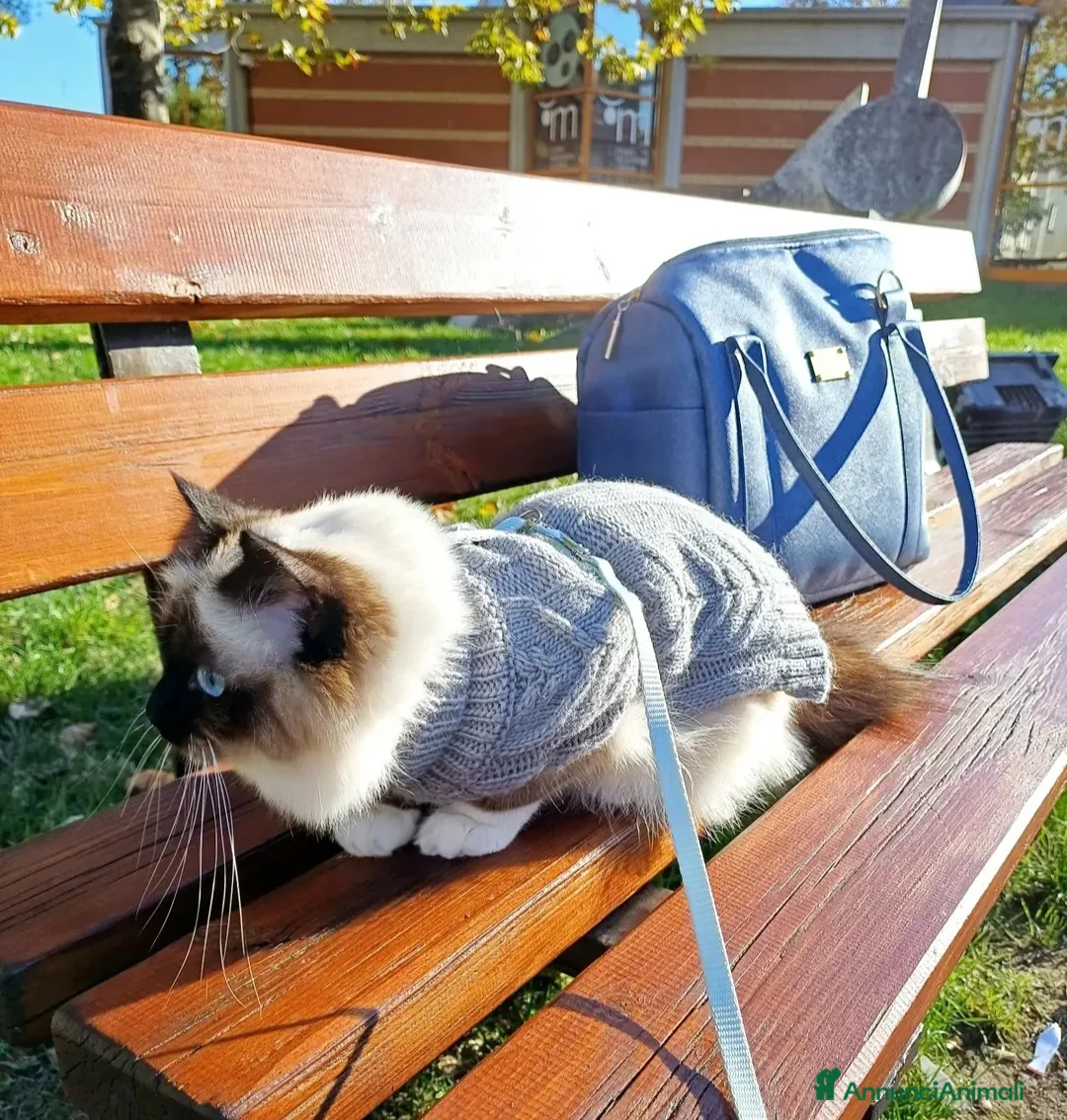 Sacro di Birmania gatti in vendita: Sacro di birmania  - Annuncio 2