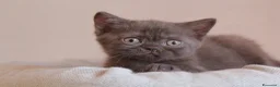 British gatti in vendita: British Shorthair  - Annuncio 4