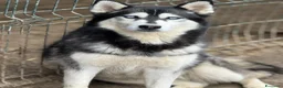 Husky cani in regalo: ECHO, HUSKY bella da togliere il fiato! - Annuncio 8