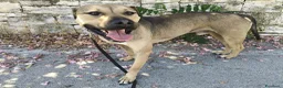 Meticcio cani in regalo: Bobby, fedele e affettuoso, aspetta solo te a Provincia di Padova - Annuncio 19