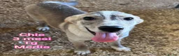 Meticcio cani in regalo: Cuccioli in cerca di famiglie  a Provincia di Prato - Annuncio 7