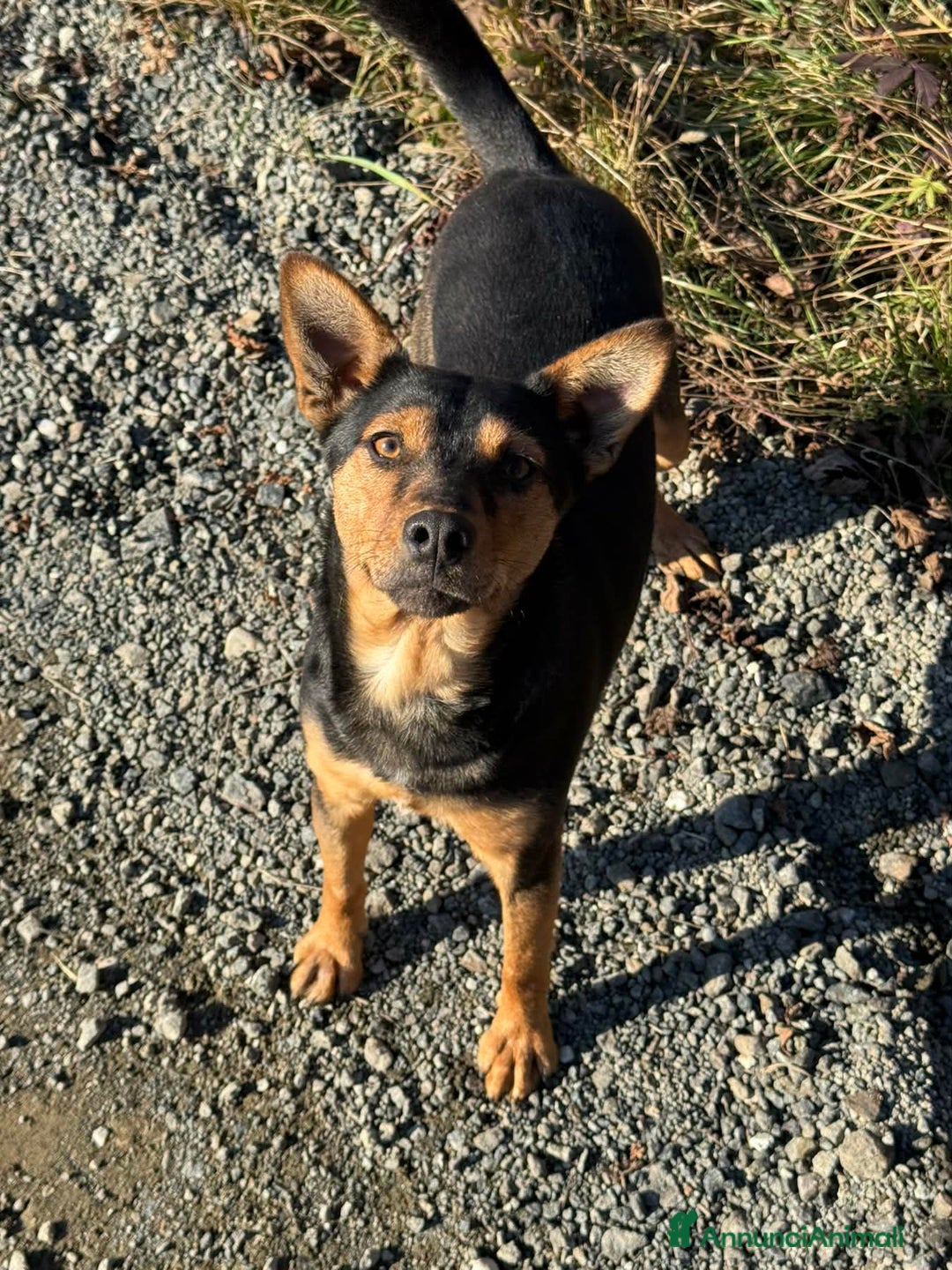 Meticcio cani in regalo: ENA, simpaticissima orecchiona! TAGLIA PICCOLA - Annuncio 3