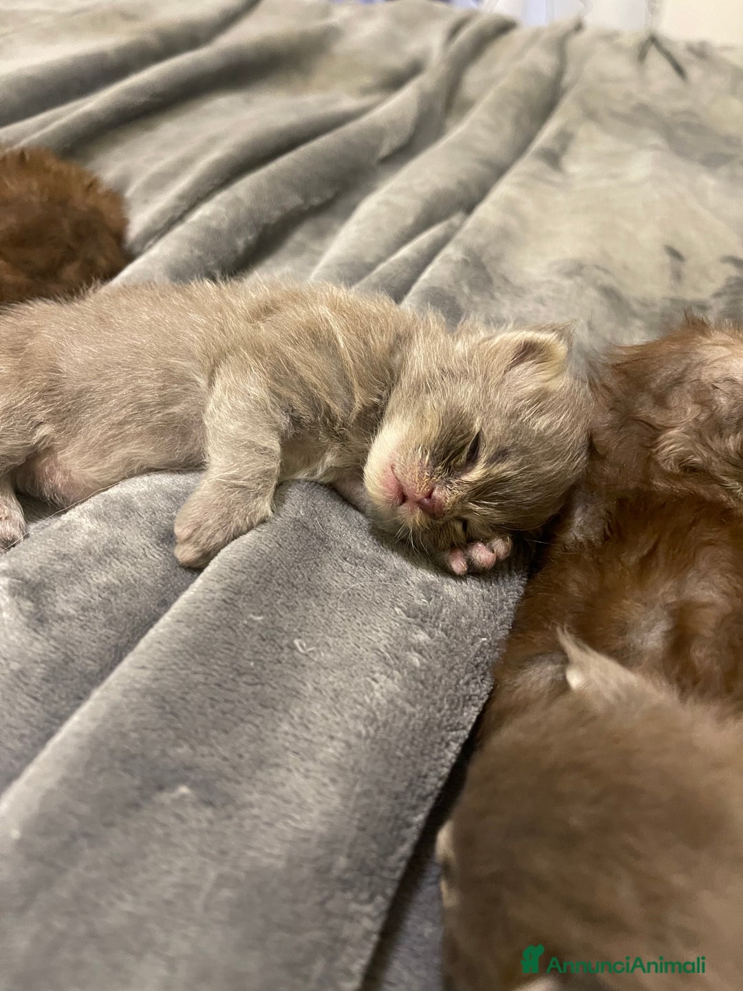 Maine Coon gatti in vendita: Cuccioli Maine coon - Annuncio 2