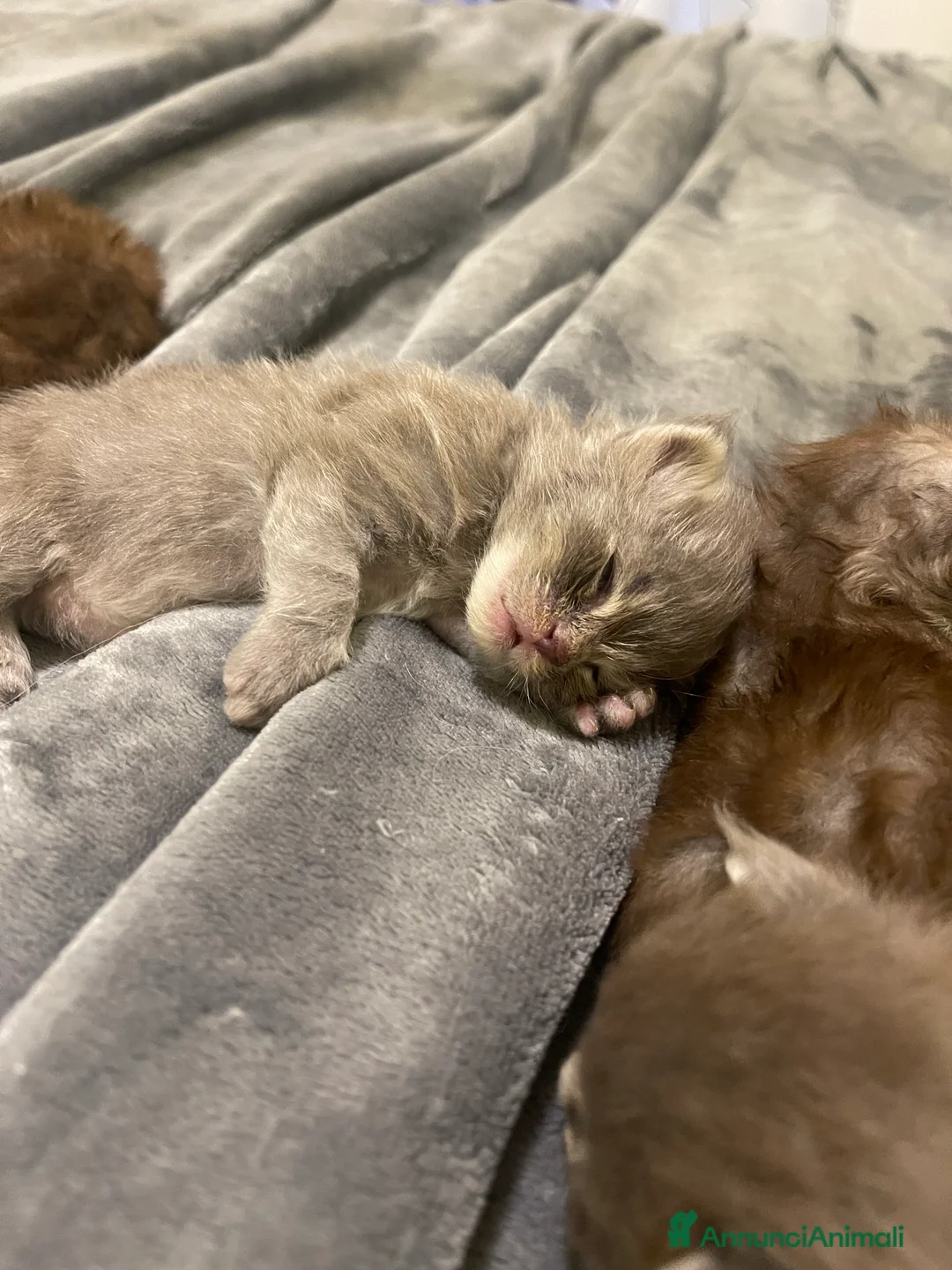 Maine Coon gatti in vendita: Cuccioli Maine coon - Annuncio 2