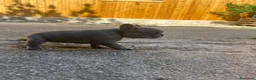 Bulldog Francese cani in vendita: bulldog francese  - Annuncio 6