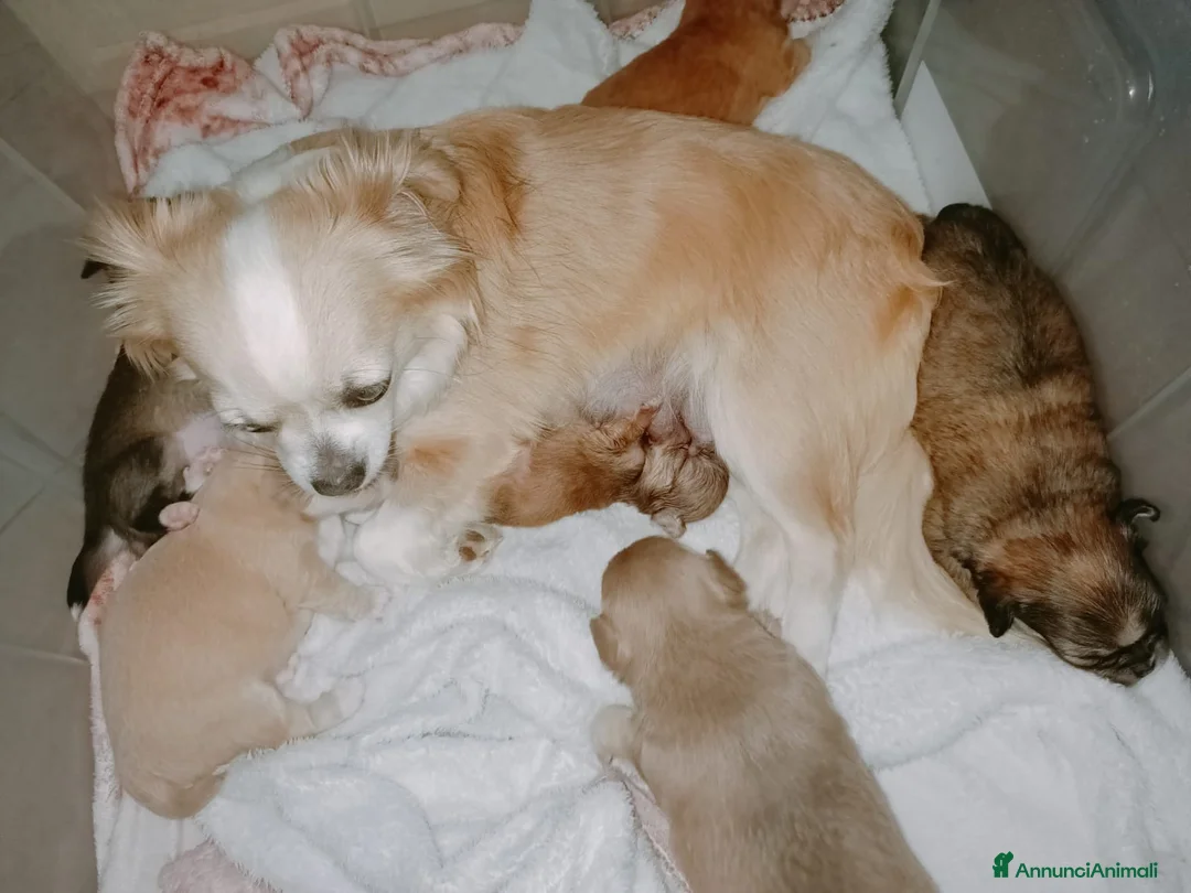 Chihuahua cani in vendita: Cuccioli di chihuahua  - Annuncio 2