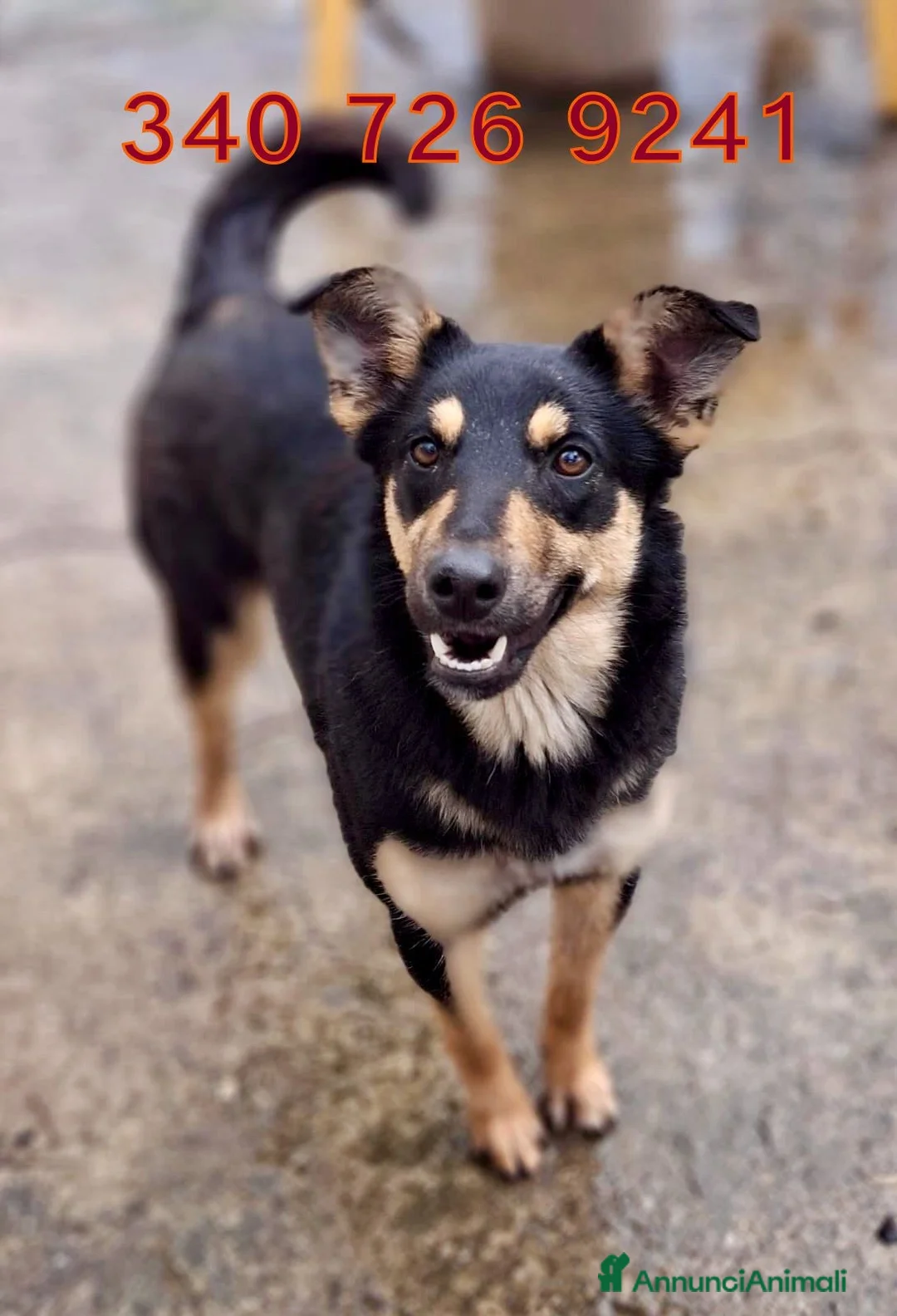 Meticcio cani in regalo: ADA 🩷 - taglia media. Perché nessuno chiama? 😢 - Annuncio 2