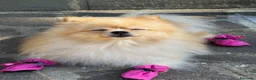 Spitz cani in vendita: Splendidi esemplari di Spitz Pomerania di 2 anni a Città Metropolitana di Bologna - Annuncio 12