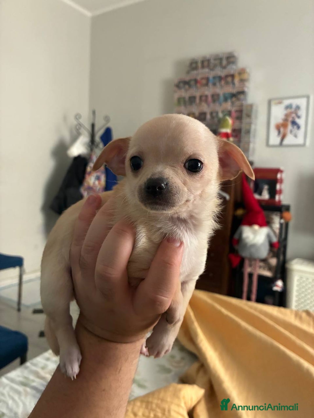 Chihuahua cani in vendita: Chihuahua una femmina e un maschio - Annuncio 3