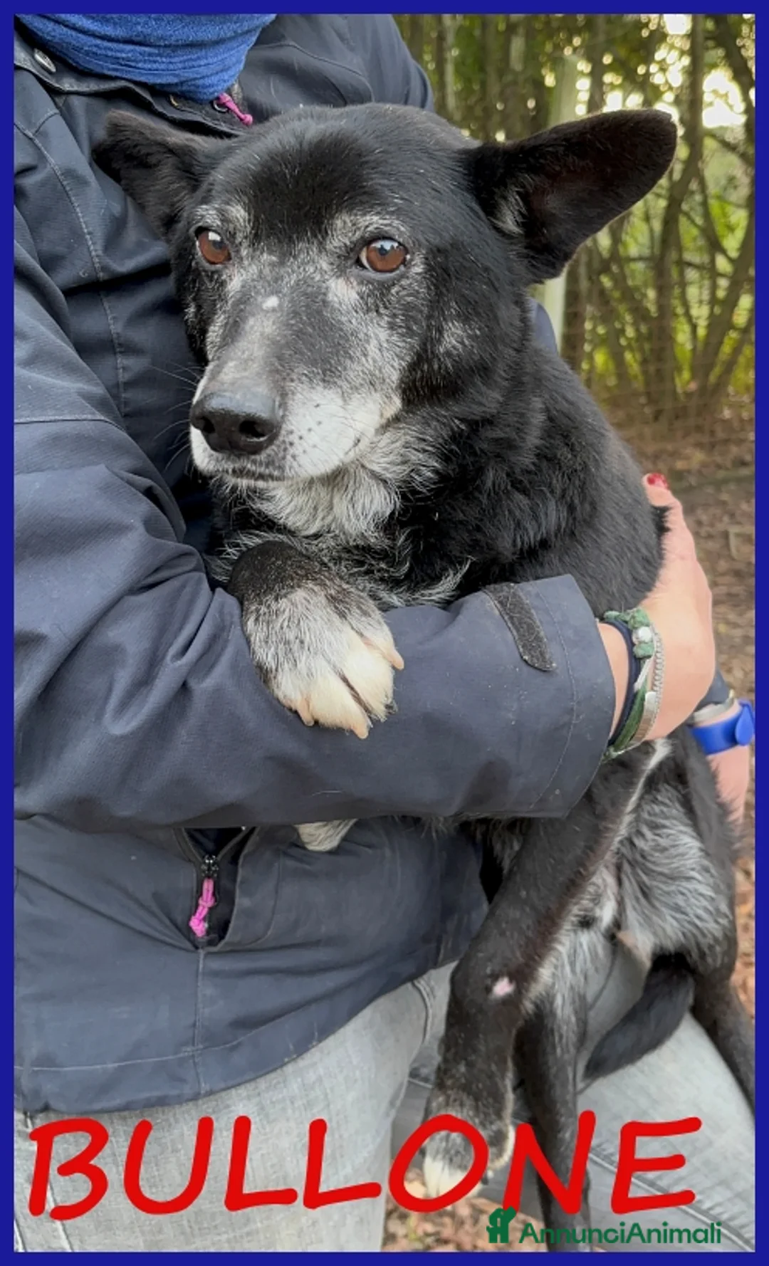 Meticcio cani in regalo: BULLONE, UN TENERO VECCHIETTO - Annuncio 1