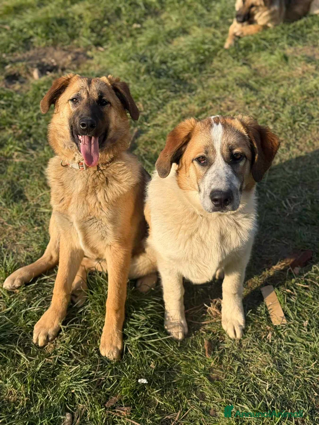 Pastore Tedesco cani in regalo: ANNIE, cucciola mix PASTORE TEDESCO! Dolcissima - Annuncio 2