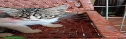 Europeo gatti in regalo: gatti cuccioli 2 mesi cercano casa❤️ - Annuncio 4