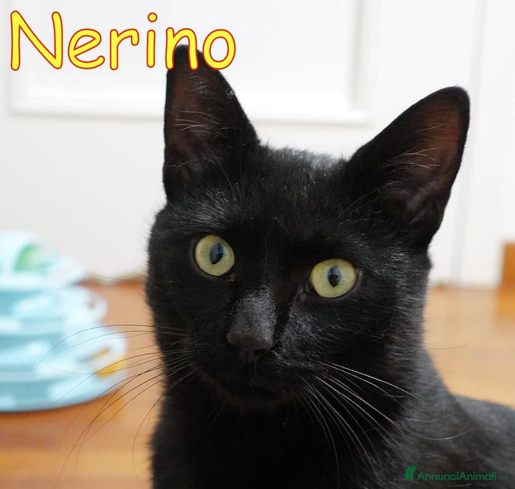 Europeo gatti NERINO GATTINO MERAVIGLIOSO - Annuncio 3