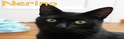 Europeo gatti in regalo: NERINO GATTINO MERAVIGLIOSO - Annuncio 1