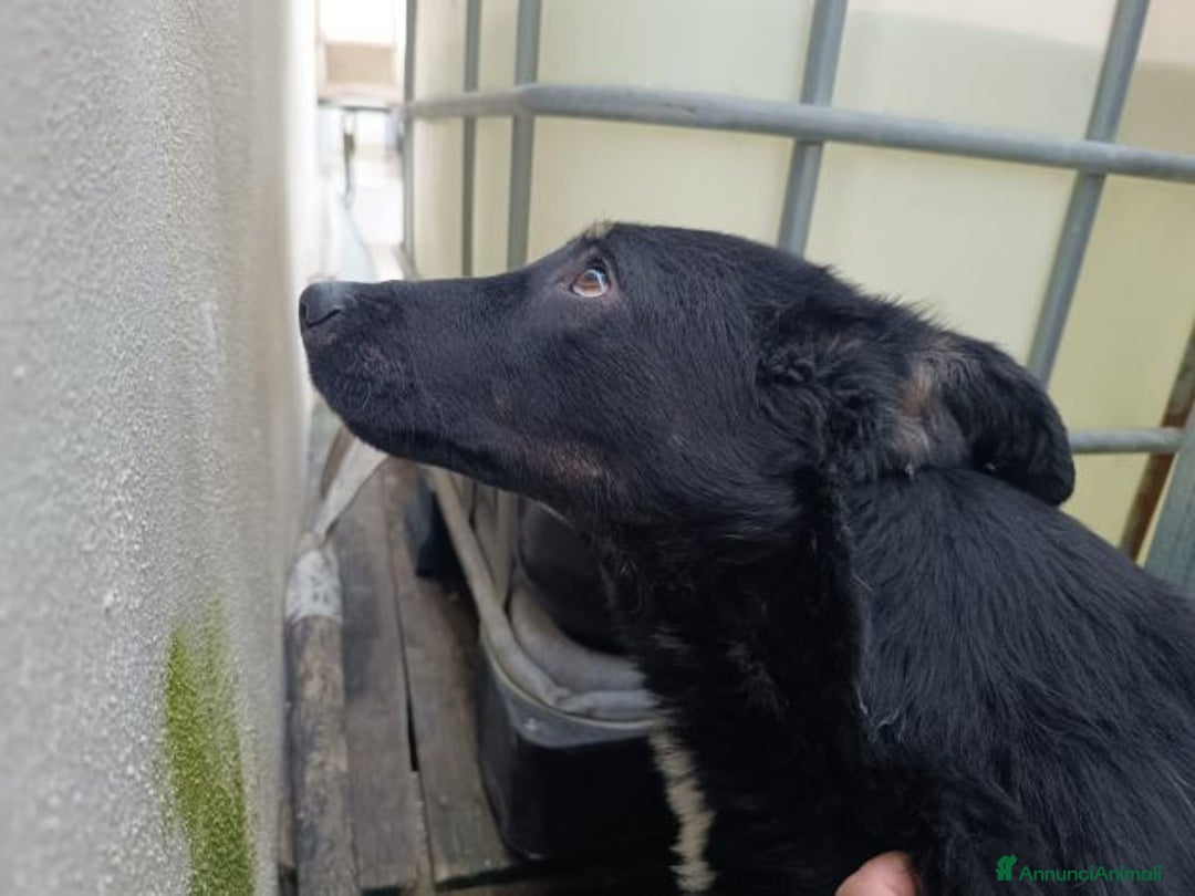 Meticcio cani in regalo: Luigi: timido, docile, socievole  a Città Metropolitana di Genova - Immagine 23