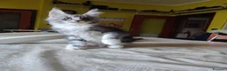 Maine Coon gatti in vendita: Gattini Maine Coon Allevamento Amatoriale  - Annuncio 10