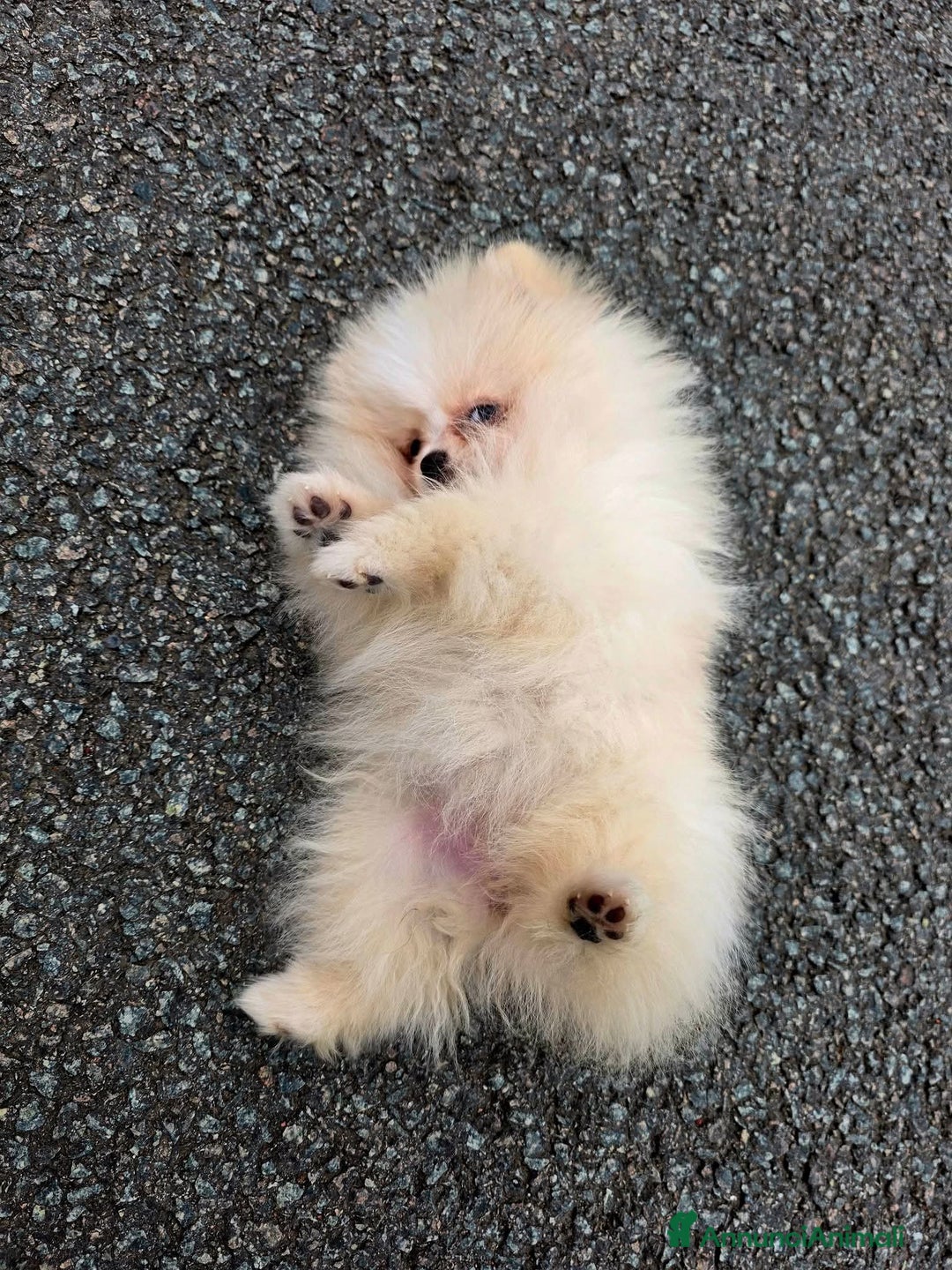 Volpino Pomerania cani in vendita: Volpini di pomerania toy  - Annuncio 3