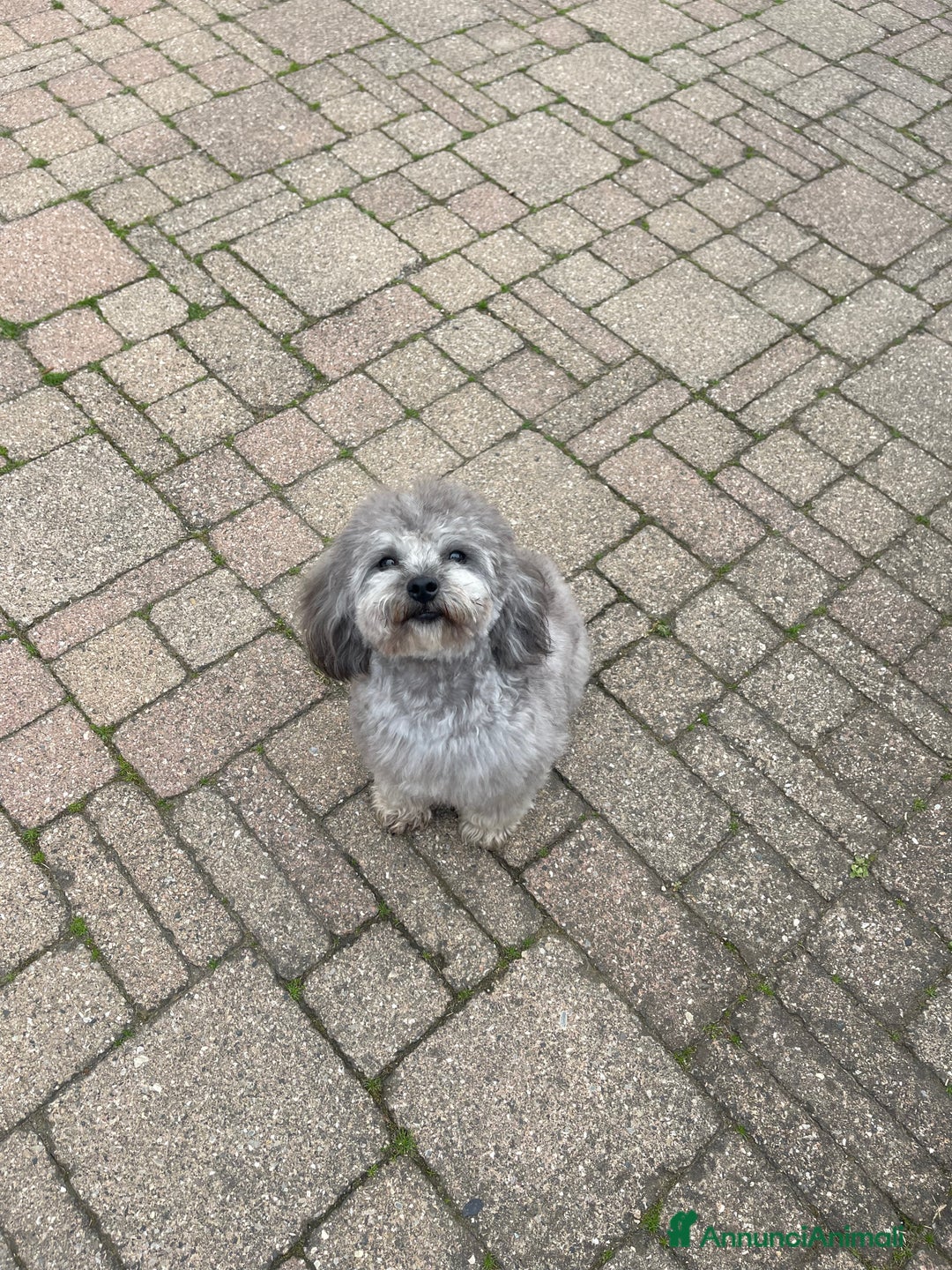 Barboncino Toy cani per accoppiamento: Accoppiamento Barboncino Toy Grigio  - Annuncio 2