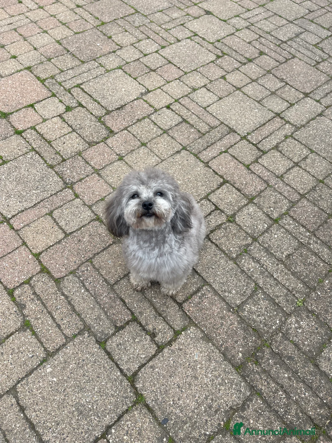 Barboncino Toy cani per accoppiamento: Accoppiamento Barboncino Toy Grigio  - Annuncio 2