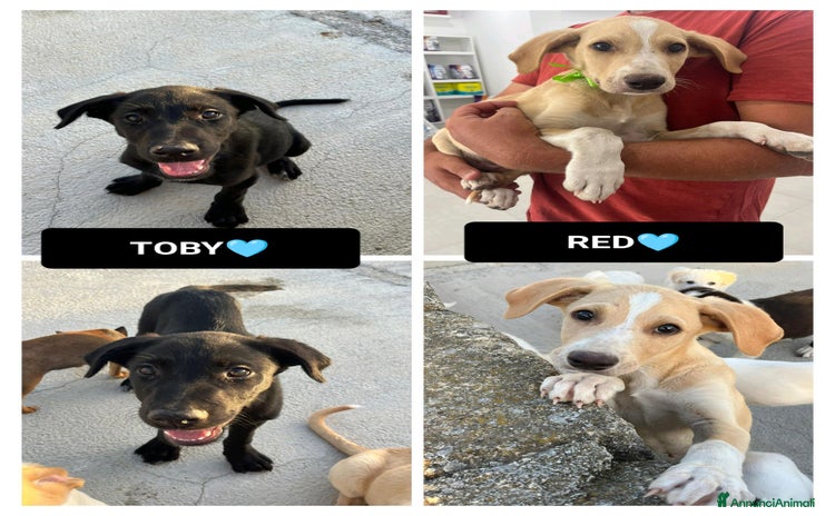 Altre razze cani a Provincia di Bergamo - Annuncio 14