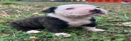 Bulldog cani in vendita: American Bulldog - Annuncio 5