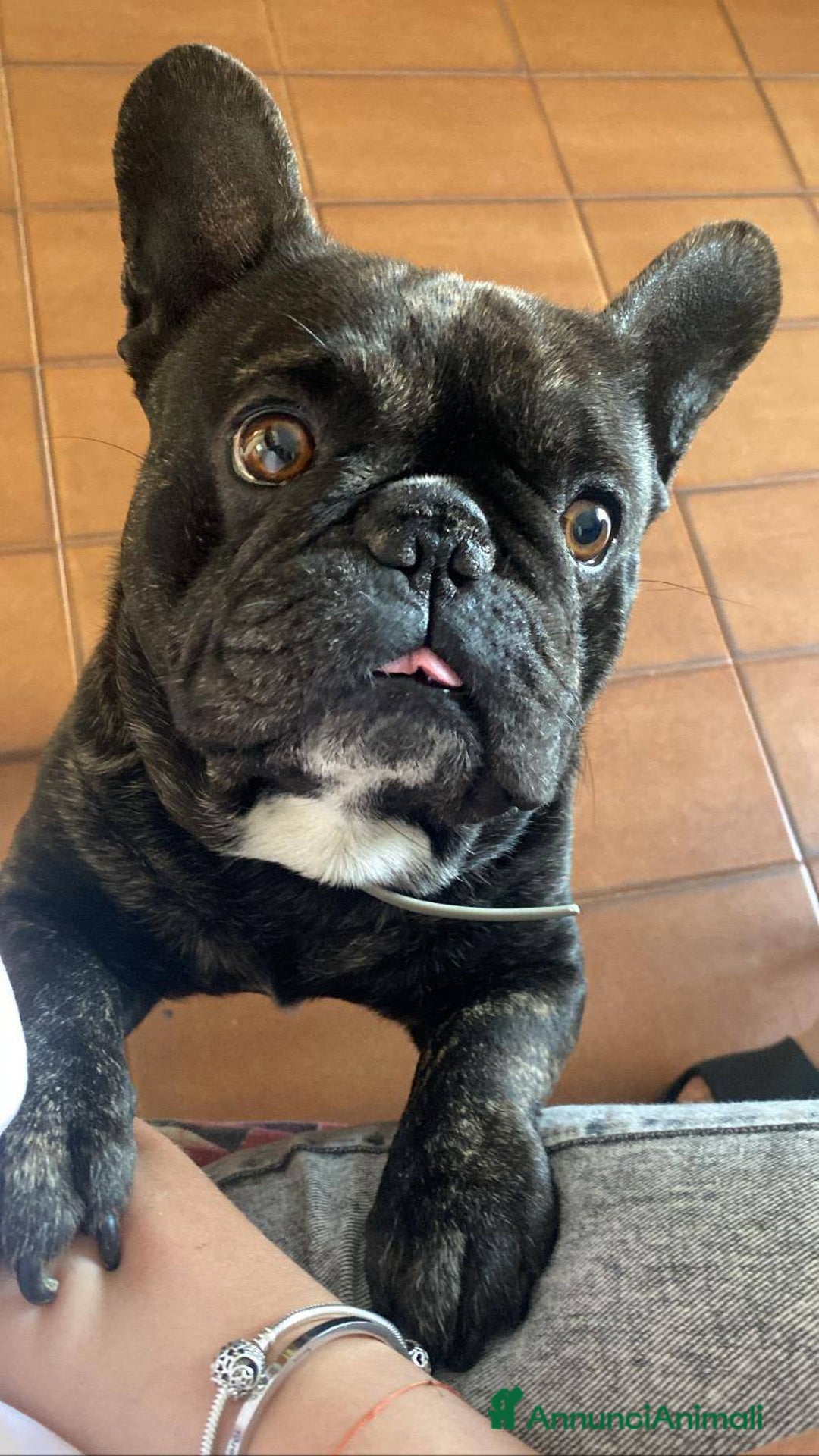 Bulldog Francese cani in regalo: King tenerissimo bulldog francese - Annuncio 4