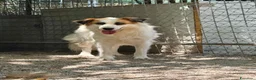 Meticcio cani in regalo: Sofia: amichevole e tranquilla, dolce con tutti  - Annuncio 6
