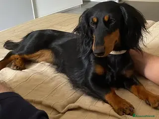 Bassotto cani Bassotto tedesco - Annuncio 10