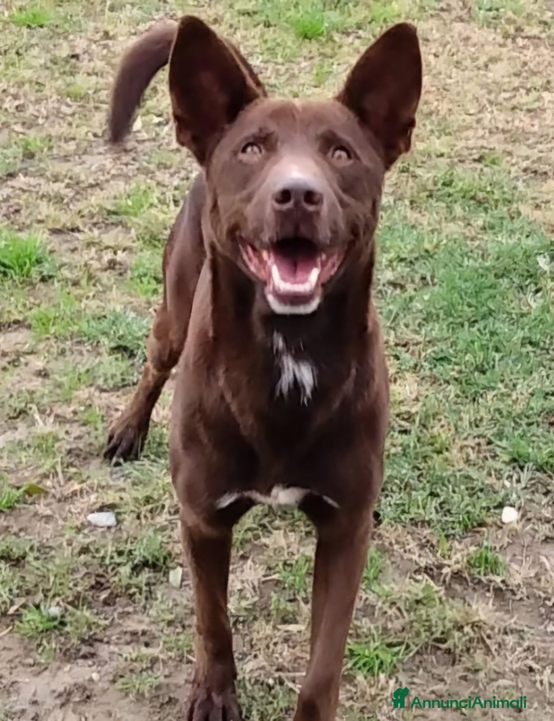 Meticcio cani in regalo: Aron cerca casa - Annuncio 8