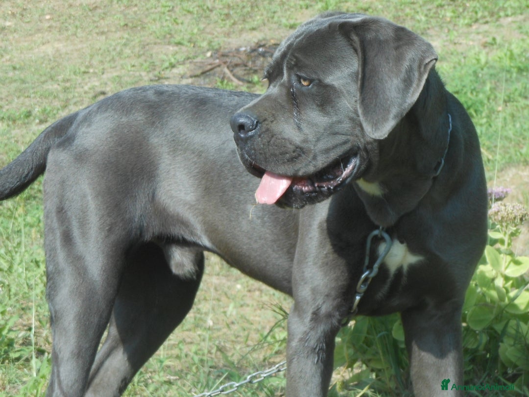 Cane Corso cani in vendita: cuccioli e cuccioloni  di cane corso  a Provincia di Cuneo - Immagine 6