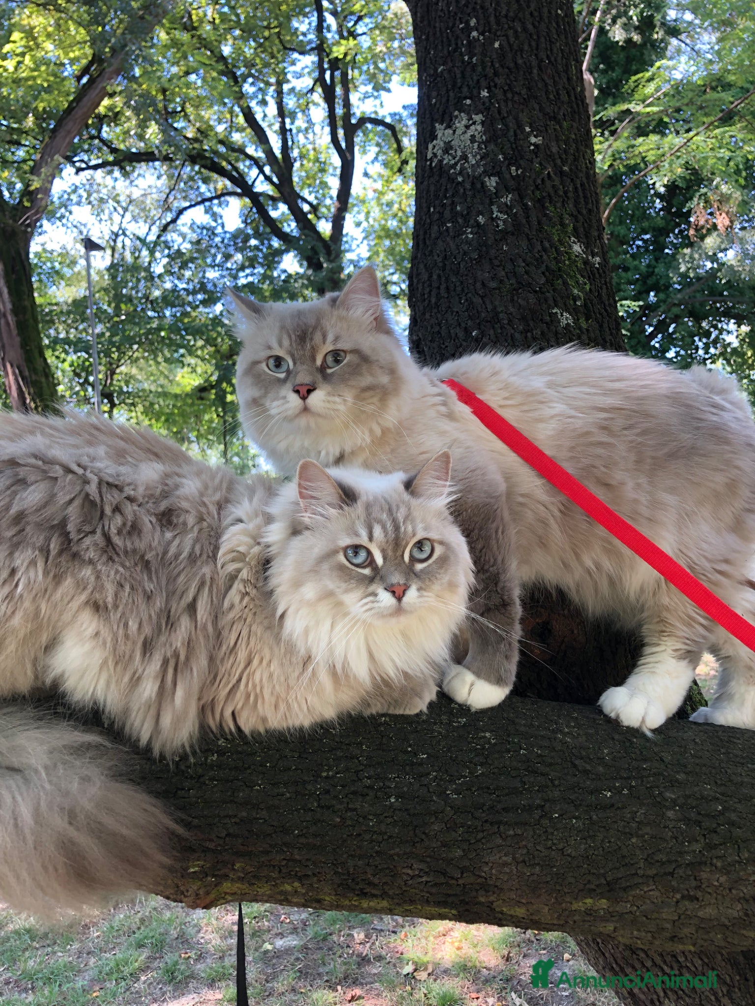 Siberiano gatti Cuccioli gatti Siberiani Neva Masque Pedigree ANFI - Annuncio 1