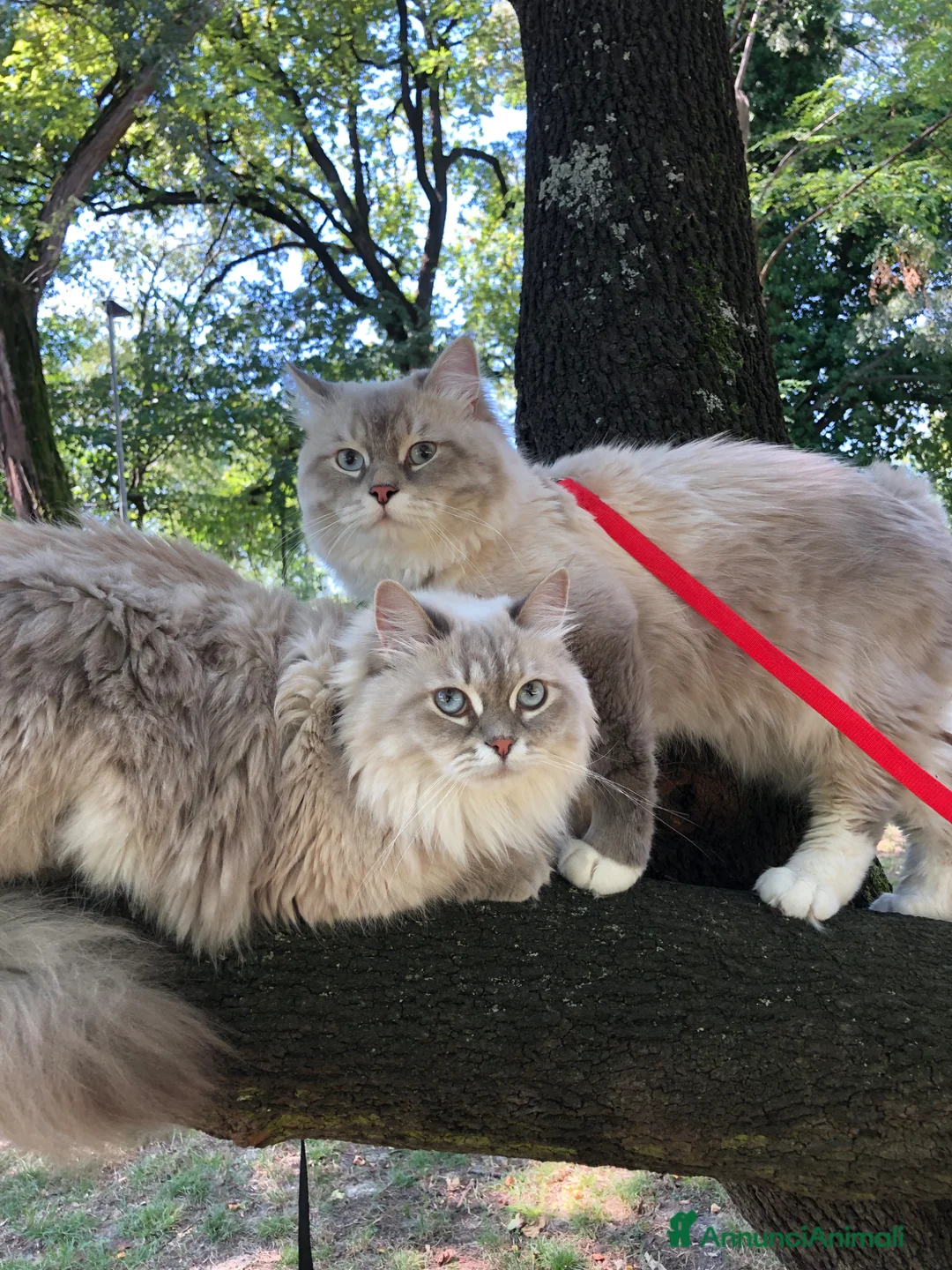 Siberiano gatti in vendita: Cuccioli gatti Siberiani Neva Masque Pedigree ANFI a Città Metropolitana di Bologna - Annuncio 1