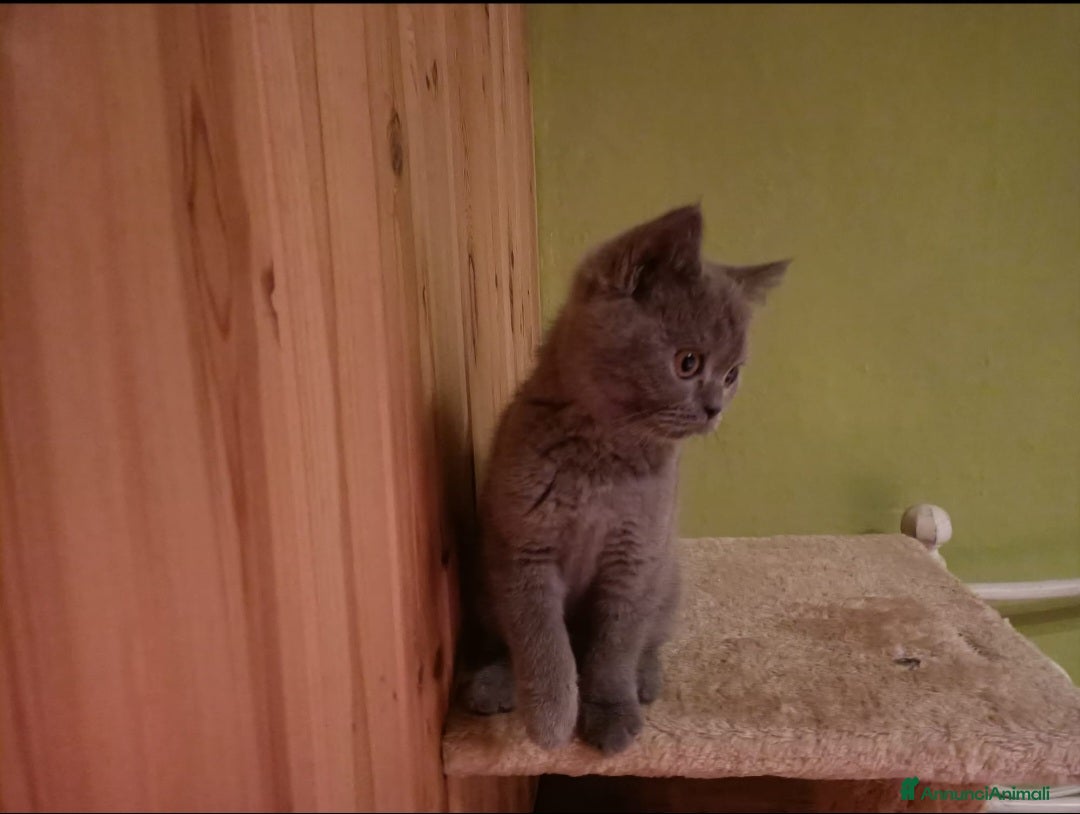 British gatti Gatti british  - Annuncio 2