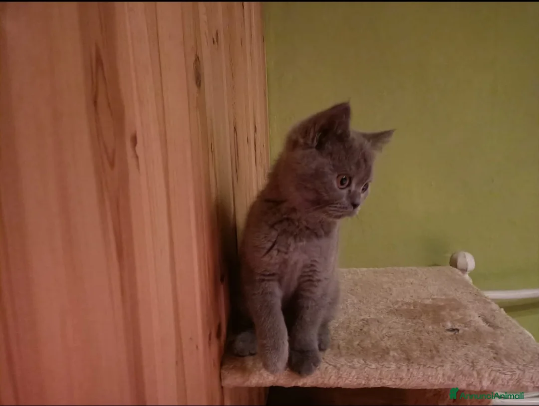 British gatti in vendita: Gatti british  - Annuncio 1