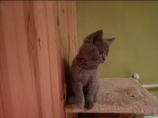 British gatti Gatti british - Annuncio 2