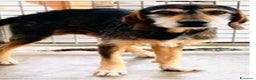 Meticcio cani in regalo: Segugino ENTRATO IN CANILE NEL 2012!! URBINO SOS a Città metropolitana di Milano - Annuncio 3